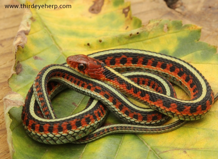 California Red-sided Garter Snake